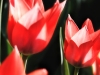 tulipssmall